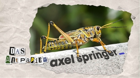 Teasergrafik Altpapier vom 05. August 2019: Heuschrecke kletter auf Logo "Axel Springer"