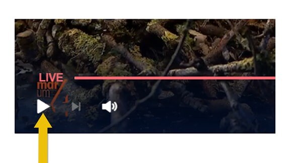 Das Bild zeigt einen Ausschnitt des Videoplayers auf mdr.de. Zu sehen ist das Wort "Live", ein Teil der Zeitleiste, sowie darunter eine Play-Taste und ein Symbol zur Einstellung der Lautstärke: