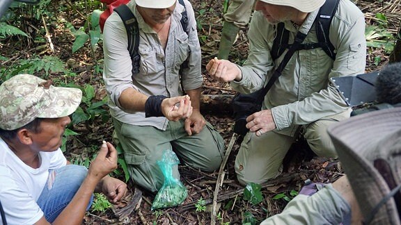 Männer hocken am Dschungelboden und haben Larven auf ihren Fingerspitzen.