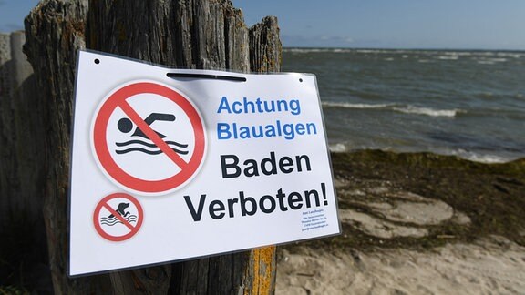 Ein Hinweisschild verbietet am Bodden bei Wampen (Vorpommern-Greifswald) das Baden, weil sich dort Blaualgen gebildet haben. 