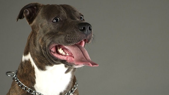 American Staffordshire-Terrier
