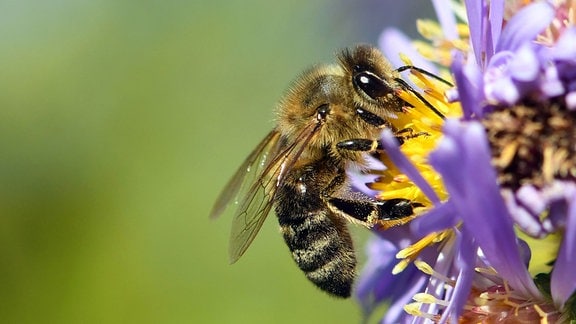 Eine Biene saugt Nektar aus einer bluehenden Herbstaster in einem Garten.