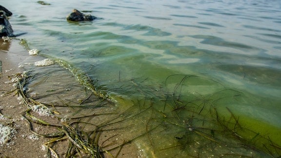Blaualgen-Teppich schwimmt an einem Strand 