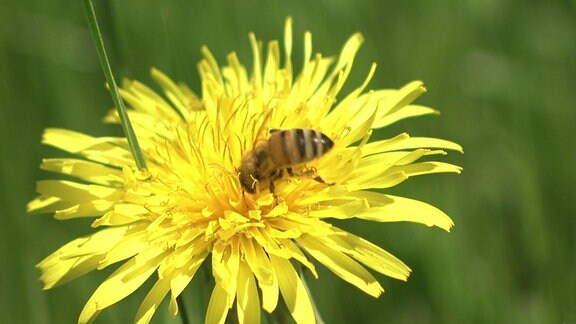 Eine Biene an der Blüte einer Blume.