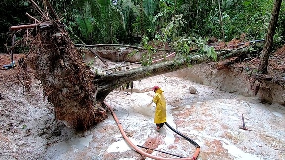 Ein umgestürzter Baum daneben ein ausgetrockenetes Flussbett