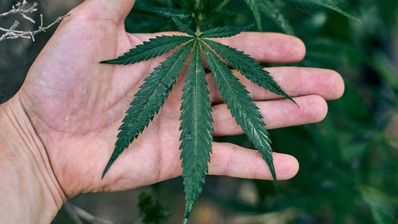 Blatt einer Cannabispflanze auf einer Hand