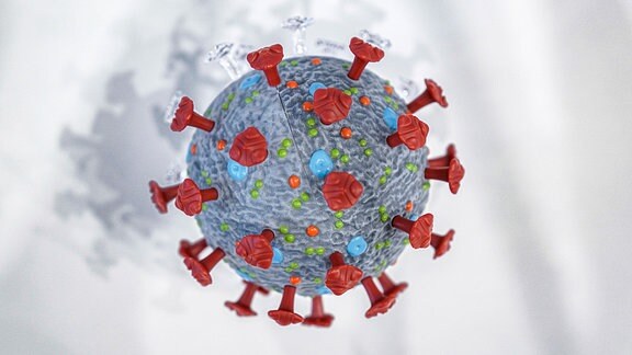 Corona-Virus-Modell