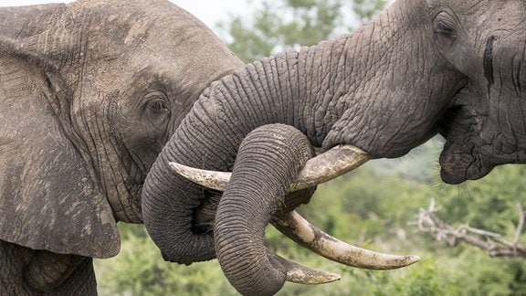 Elefanten rüsseln sich