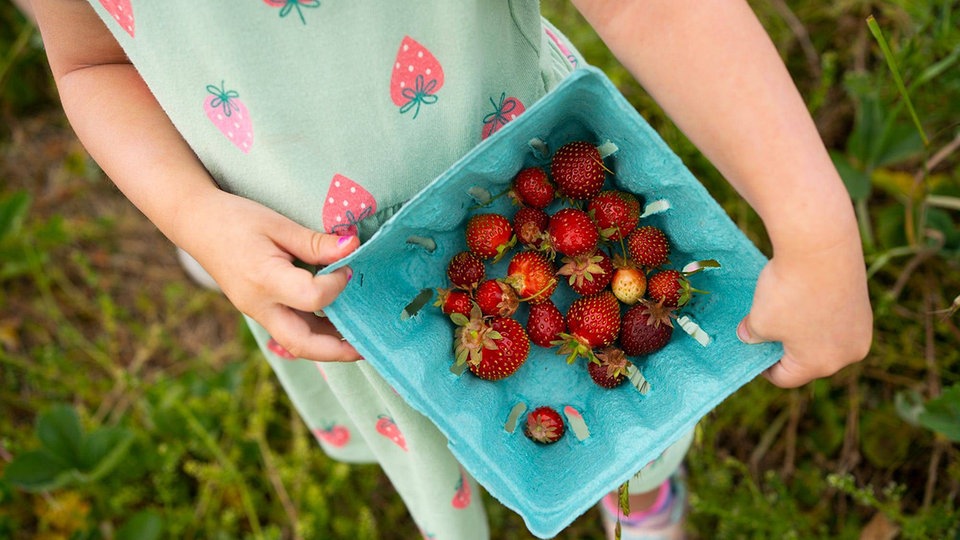 Pestizide-auf-Erdbeeren-Wie-gef-hrlich-sind-sie-und-wie-kann-man-sich-sch-tzen-