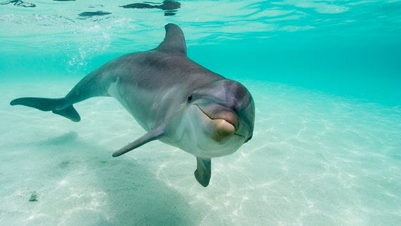 Ein Delfin sieht in die Kamera.