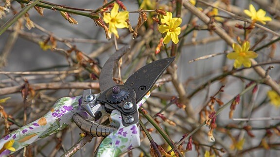 Zur Gartenarbeit gehört im Frühjahr auch, dass Sträucher mit Hilfe einer kleinen Astschere zurück geschnitten werden, wie hier im Bild der Winterjasmin.