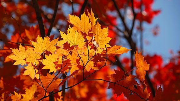 Herbstlich gefärbte Blätter an einem Baum