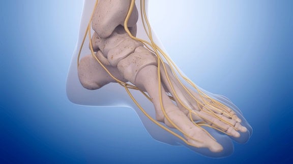 Das Fuß-Nervensystem