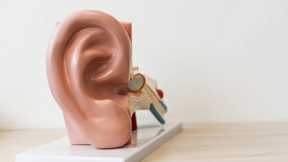 Modell eines menschlichen Ohrs