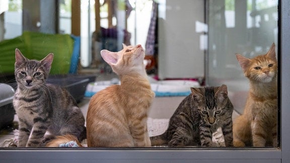 Vier junge Katzen sitzen im Mutter- und Kinderkatzenhaus im Berliner Tierheim.