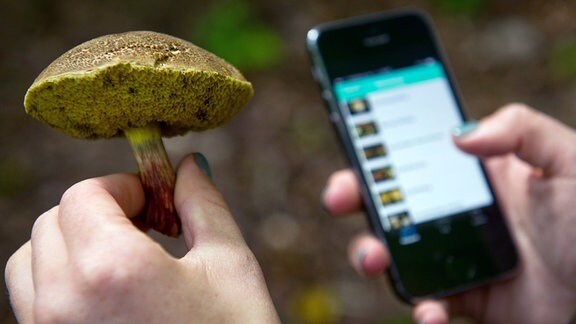 Eine Frau hält in einem Wald einen Röhrling neben ein Smartphone mit einer Pilz-App
