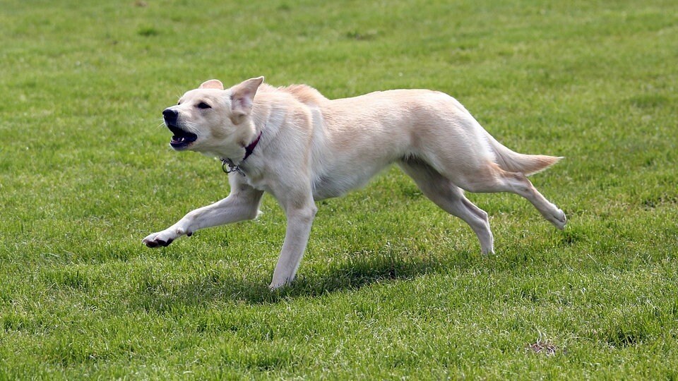 Ratgeber Ressourcenverteidigung Bei Hunden Mdr De