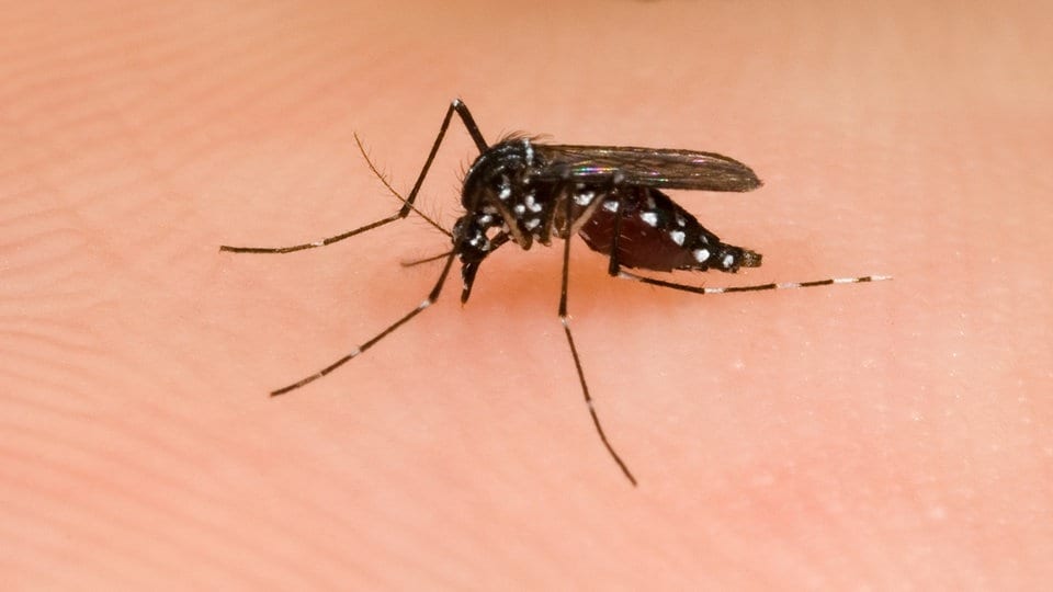 Attraktiver für Mücken: Dengue-Viren verändern den Duft ihrer Wirte - MDR
