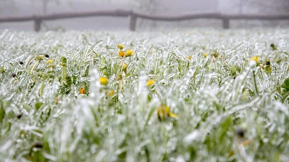Bei Eisregen seit den Morgenstunden und Frost sind alle Pflanzen und Oberflächen mit einer dicken Eisschicht überzogen.