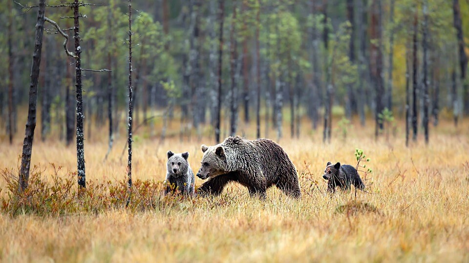 “Bruno’s sister and the dangers of bear encounters”