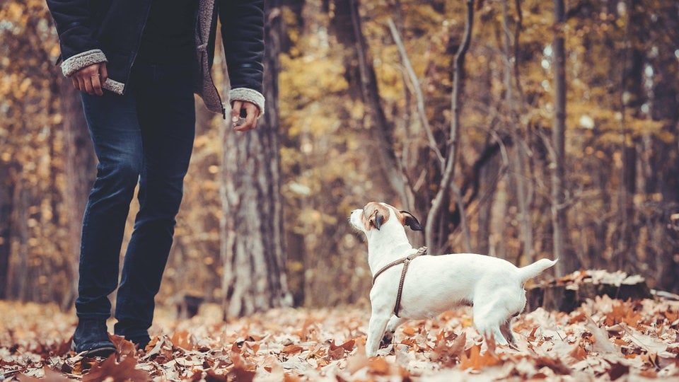 Wie Verhalten Sie Sich Mann Mit Hund Quotes Update Viral