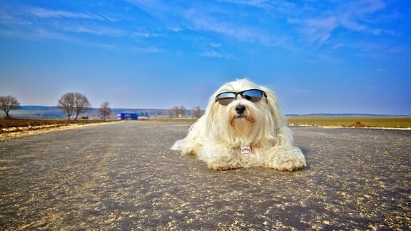 Ein Hund trägt eine Sonnenbrille.