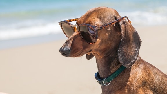 Hund mit Sonnenbrille am Strand