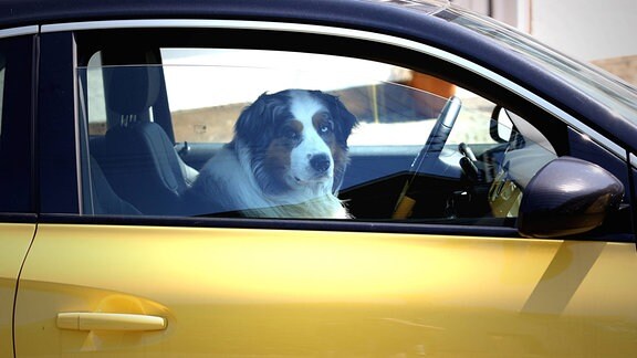 Symbolbild, Ein Hund, Australian Shepherd sitzt bei heissen Temperaturen im Auto