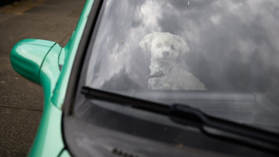 Ein Hund sitzt auf dem Beifahrersitz eines Autos.