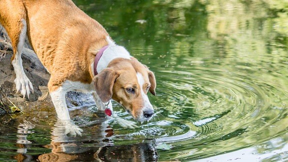 Ein Hund trinkt aus einem See.