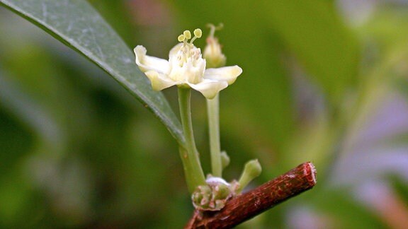 Blüte einer Kokapflanze, (Erythroxylon coca, Erythroxylum coca)
