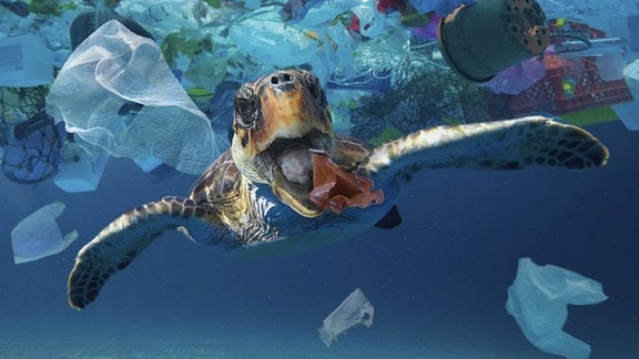 Eine Schildkröte schwimmt zwischen Plastikmüll.