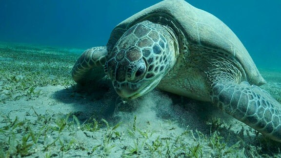 Eine Schildkröte isst Seegras.