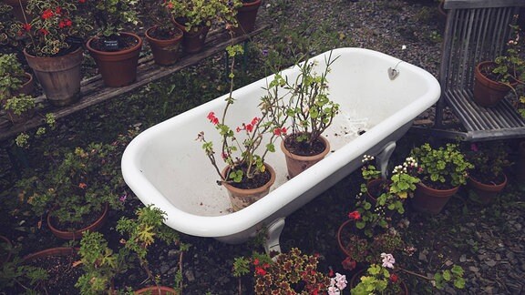 Pflanzen in einer Badewanne
