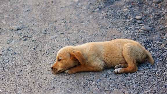 In vielen Urlaubsländern gehören streunende Hunde zum Straßenbild. (Archiv)
