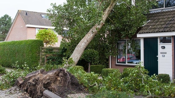 Entwurzelter Baum ist auf ein Haus gestürzt