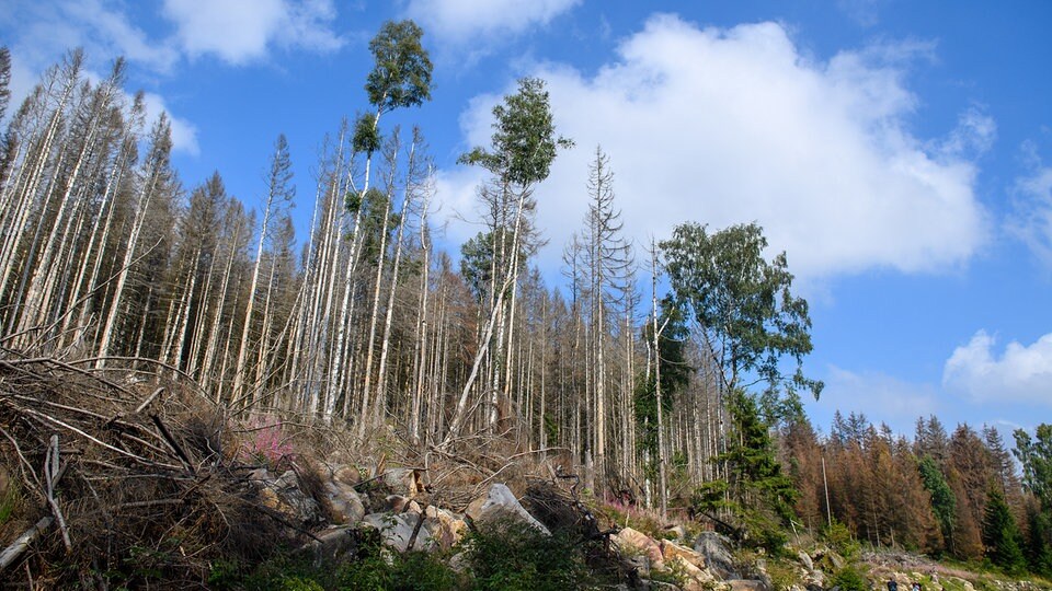 Studie: Abgestorbene Bäume befeuerten Waldbrände in der Sächsischen Schweiz nicht