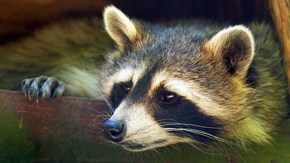 Waschbär lugt aus einem Versteck hervor.