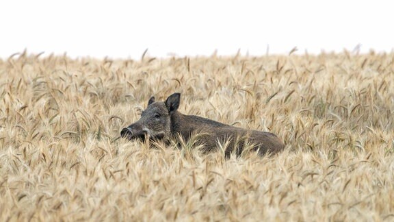 Einsames Wildschwein auf Futtersuche im Weizenfeld