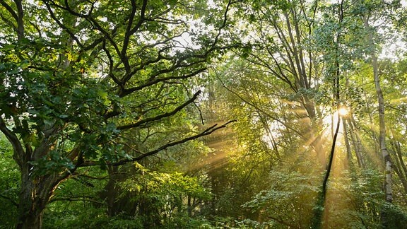 Der Sonnenaufgang leuchtet durch den Morgennebel in einem Wald im Nationalpark Unteres Odertal.