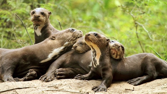 Riesenotter, (Pteronura brasiliensis), Tierfamilie entspannt sich am Bau.