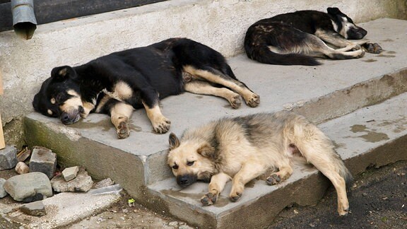 Schlafende Hunde