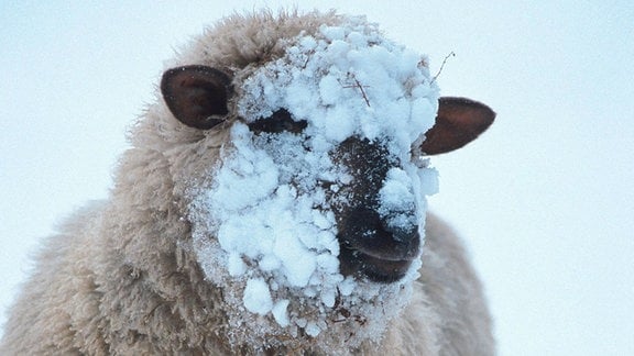 Schaf steht im Schnee.