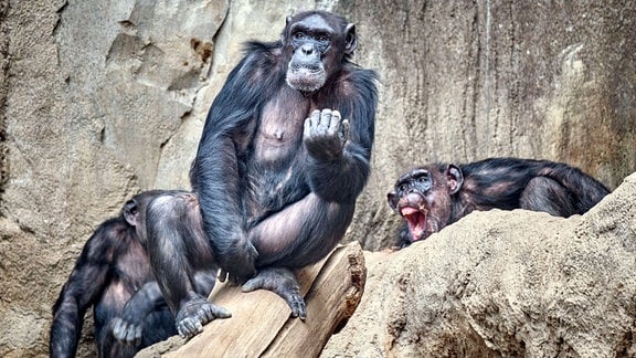 Westafrikanische Schimpansen ( Pan troglodytes verus ) im Zoo Leipzig