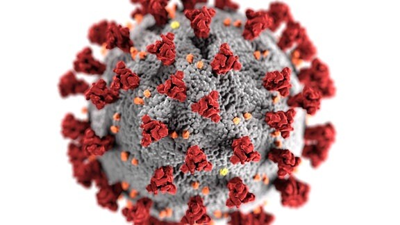 3D-Darstellung der ultrastrukturellen Morphologie von Coronaviren.