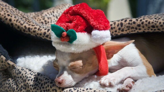 Chihuahua-Welpe schläft mit einem Weihnachtsmannhut