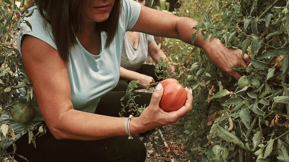Eine Frau erntet Tomaten
