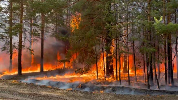 Ein Flächenbrand wütet in der russischen Region Kurgan.