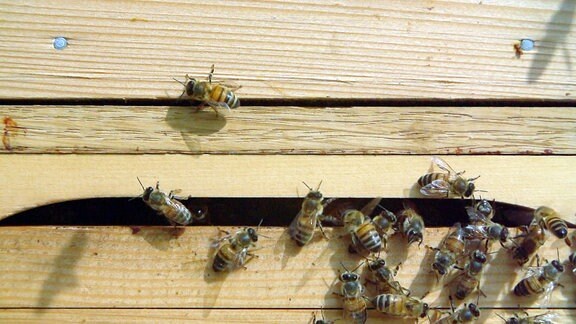 Bienen fliegen in und aus einem Schlitz einer Kiste.