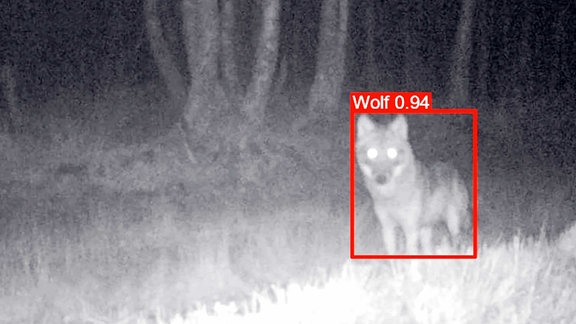 Aufnahme der Wolfswarnapp - KI erkennt einen Wolf